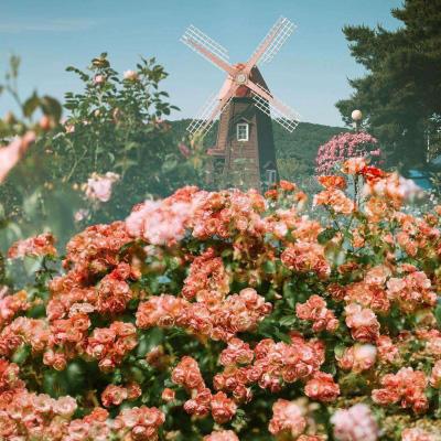 域网棋牌游戏手机app下载